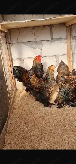 Brahma laced ouă disponibile  - imagine 3