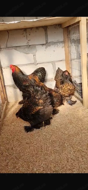 Brahma laced ouă disponibile  - imagine 5