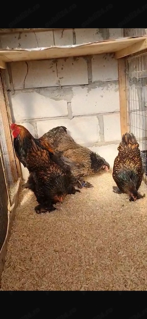 Brahma laced ouă disponibile 