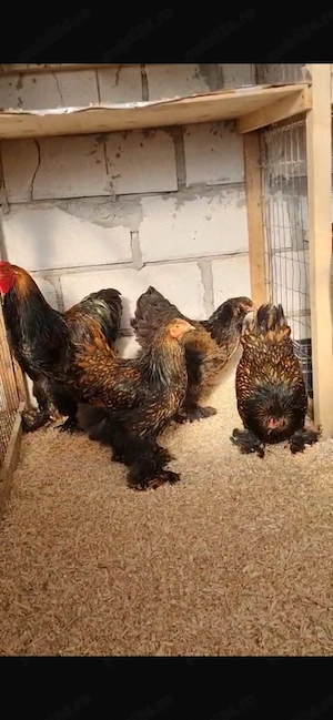 Brahma laced ouă disponibile  - imagine 2