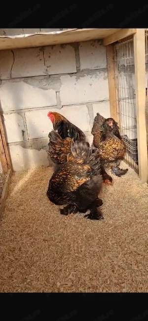 Brahma laced ouă disponibile  - imagine 4