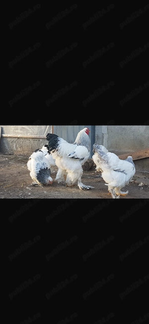 Brahma herminat deschis - imagine 3