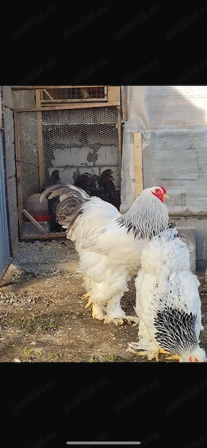 Brahma herminat deschis - imagine 2