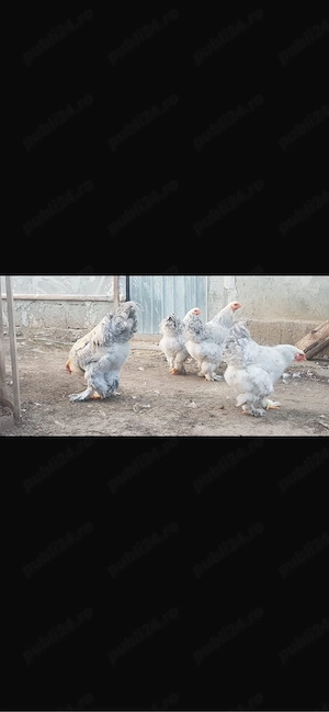 brahma izabel - imagine 4