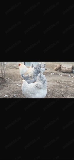 brahma izabel - imagine 2