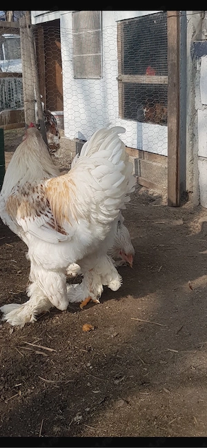 brahma alb auriu - imagine 5