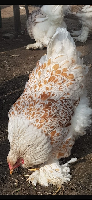 brahma alb auriu - imagine 3