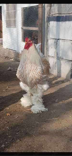 brahma alb auriu - imagine 4