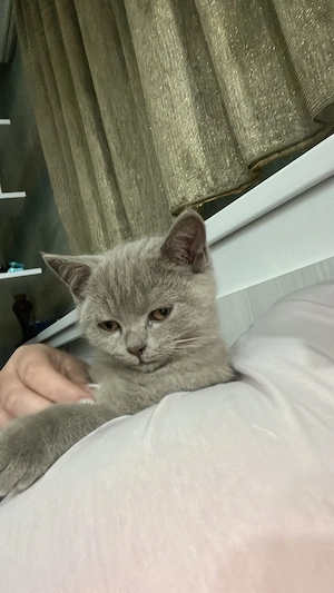 Vând british  - imagine 3