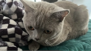 Vând british  - imagine 2