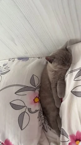 British Shorthair Lila  - imagine 2