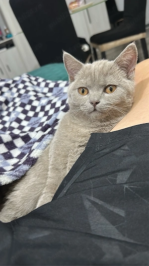 British Shorthair Lila  - imagine 4