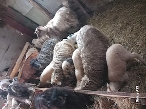 Vand sau schimb oi si capre  - imagine 2