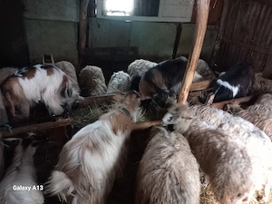 Vand sau schimb oi si capre  - imagine 3