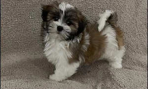 Bichon havanez 400 lei - imagine 4