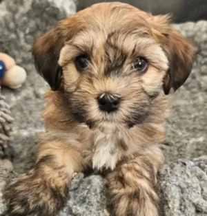 Bichon havanez 400 lei - imagine 2