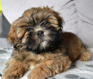 Bichon havanez 400 lei - imagine 5