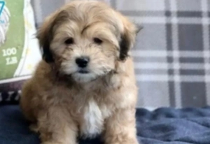 Bichon havanez 400 lei - imagine 3