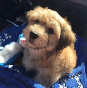 Bichon havanez 400 lei