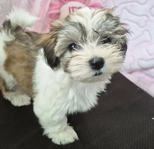 Bichon   fetițe și baietei