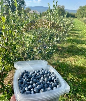 Teren intravilan 6.900mp BREB MARAMURES
