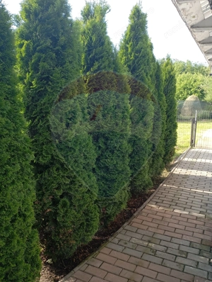 Casă / Vilă cu 7 camere de vânzare - imagine 16