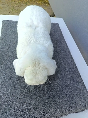 Iepurași și iepuri - imagine 3