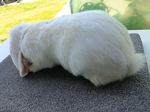 Iepurași și iepuri - imagine 4