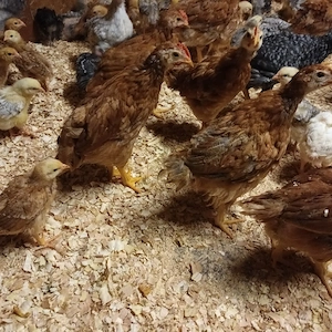 Vând pui rasă mixta  - imagine 5