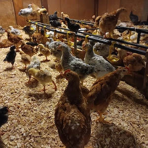 Vând pui rasă mixta  - imagine 4