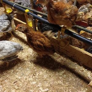 Vând pui rasă mixta  - imagine 2