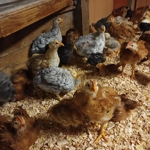 Vând pui rasă mixta  - imagine 3