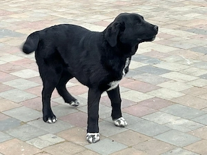 catei cane corso