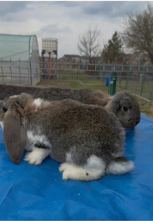 Berbec German 2 femele  - imagine 3