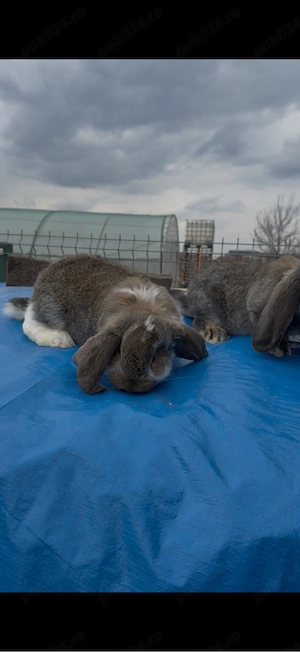 Berbec German 2 femele  - imagine 5