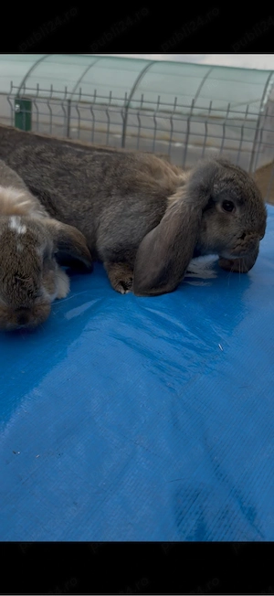 Berbec German 2 femele  - imagine 4