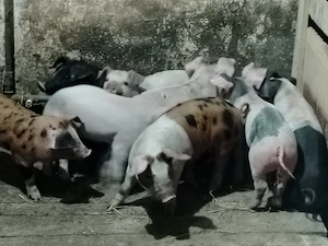 Vând purcei de carne