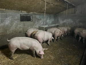 vand porci  - imagine 2