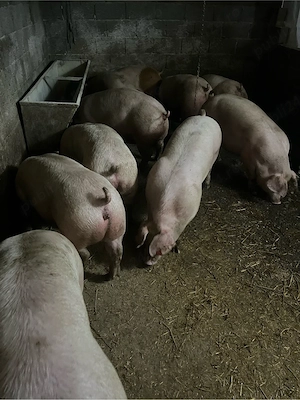 vand porci  - imagine 4