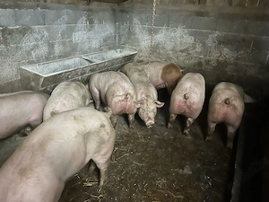 vand porci  - imagine 3