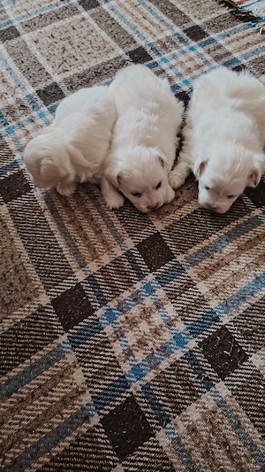 Vind  bihon  talie mică  - imagine 2