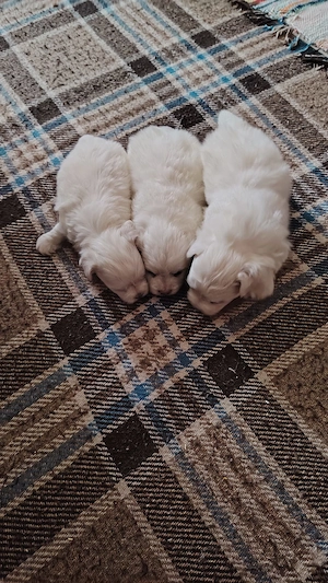 Vind  bihon  talie mică 