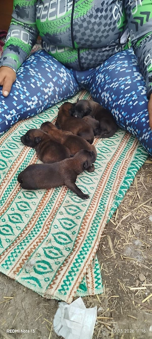 vând pui de Ciobanesc belgian mlinois  - imagine 2