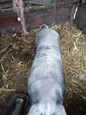 De vânzare  porcii 100 kg 150 km sat chiscareni comuna Șipote  județul Iași  - imagine 2