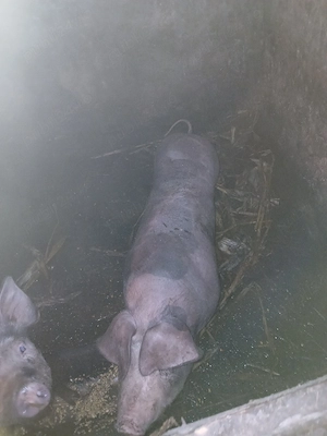 De vânzare  porcii 100 kg 150 km sat chiscareni comuna Șipote  județul Iași 