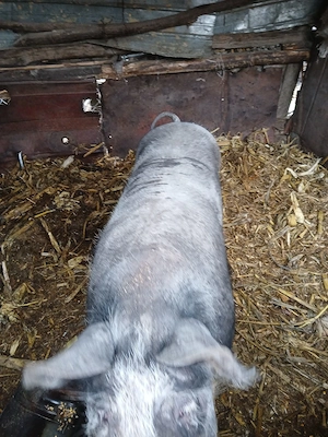 De vânzare  porcii 100 kg 150 km sat chiscareni comuna Șipote  județul Iași  - imagine 3