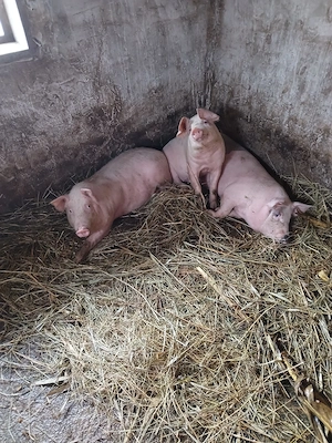 De vânzare  porcii 100 kg 150 km sat chiscareni comuna Șipote  județul Iași  - imagine 4