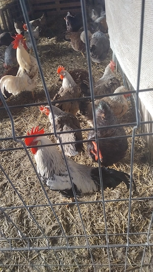 Pui Australorp si Italien din 27 .03 - imagine 5