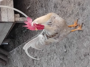 Pui Australorp si Italien din 27 .03 - imagine 4