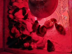 Pui Australorp si Italien din 27 .03 - imagine 2